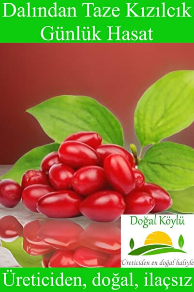 Doğal Köylü Dalından Taze Kızılcık Meyvesi 500gr - Üreticiden, Doğal, İlaçsız