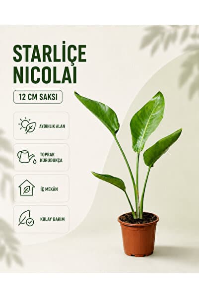 gardenkoala Starliçe - Cennet Kuşu Çiçeği – Strelitzia 12 cm Saksı (Çiçeksiz)