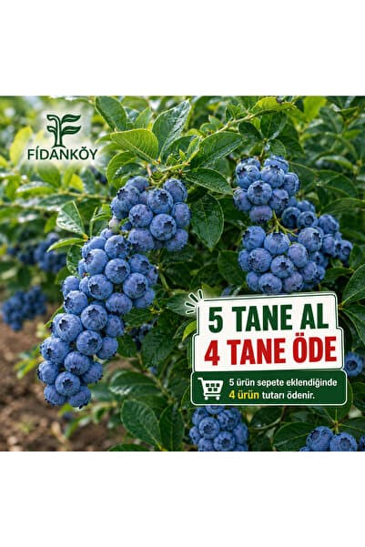FİDANKÖY Yaban mersini likaba bluebery
