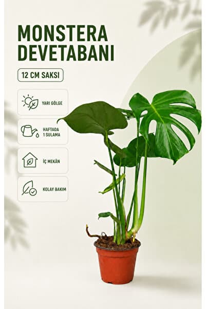 gardenkoala Deve Tabanı Bitkisi – Monstera deliciosa 12 cm Saksı