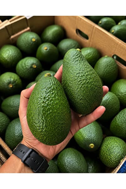 ALANYADAN TROPİKAL Taze Clifton Yerli Avokado 1 KG