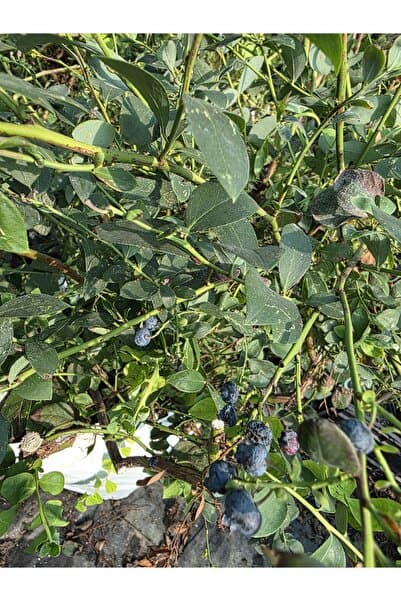 Bahçe Fidan Bluecrop Yaban Mersini Fidanı 6 Yaş