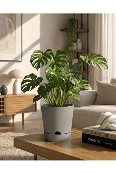 leogarden Begonya 5lt Bej Krem Saksı (LEOFLOWERS ÜRÜNÜ) Ağız Çapı 21 Cm Yükseklik 20.5 Cm