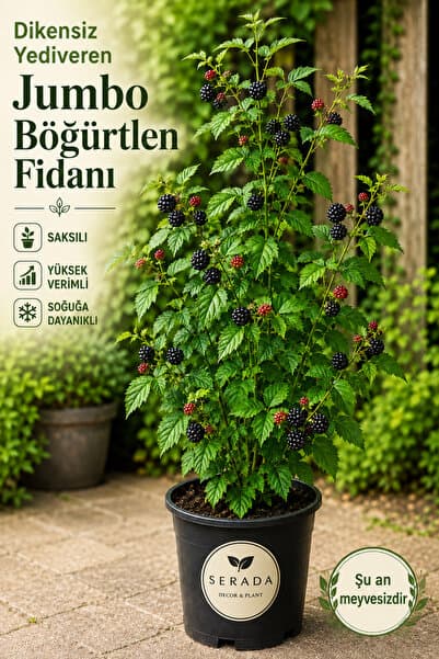 serada decor & plant Dikensiz Yediveren Jumbo Böğürtlen Fidanı Saksılı Yüksek Verimli (soğuğa Dayanıklı)