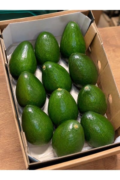 ALANYADAN TROPİKAL 1 Kg Avokado Taze Yerli Hasat