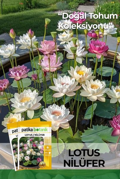 Patika Botanik 3 Adet Lotus / Nilüfer Çiçek Tohumu (Nelumbonaceae)