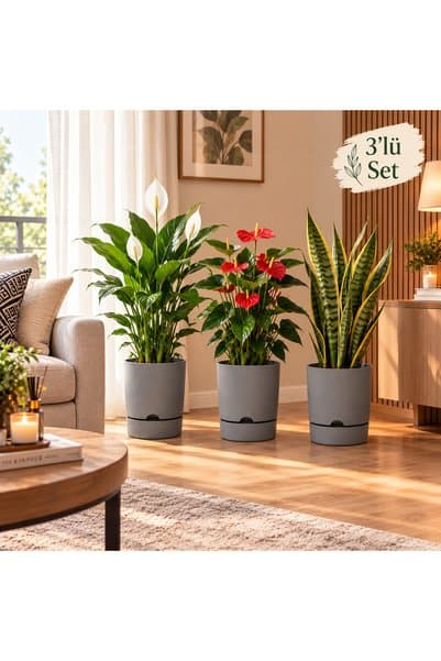 leogarden 3 adet Saksı GRİ RENK Begonya 3,3 Lt 3 Saksı Ağız Çapı 18cm Yükseklik 17.5 Cm