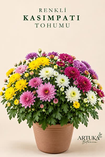 Artuka Botanica Renkli Kasımpatı Çiçeği Tohumu (15 ad) | Çiçek Tohumu