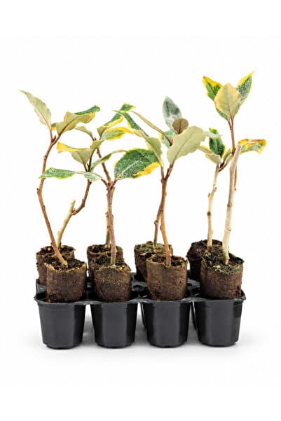 sasera 8 Adet Alacalı İğde Paper Pot Set – Bahçe Peyzaj ve Çit Fidanı