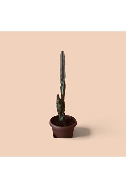 Makro Kaktüs 120-200 cm Arizona Sütun Kaktüs