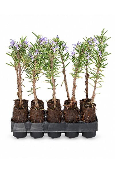 sasera 10 Adet Biberiye Paper Pot – Dekoratif Bahçe ve Peyzaj Bitkisi