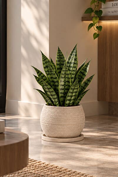 VASODEK Dekoratif Beton Saksı V-128-AÇİK KREM