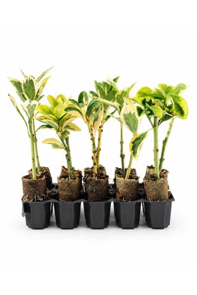 sasera 10 Adet Karışık Taflan Paper Pot – Bravo, Altuni ve Alacalı Taflan