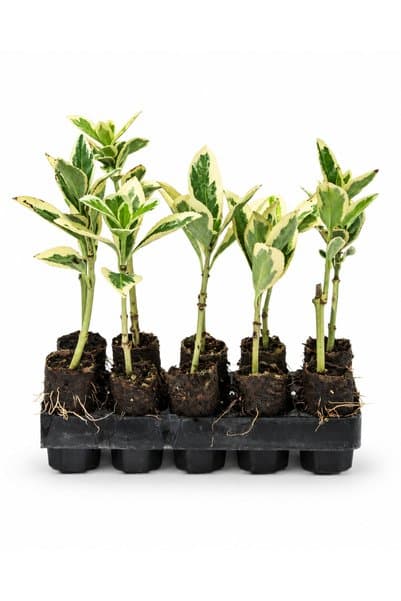 Sasera Botanik 20 Adet Bravo Taflan Paper Pot – Dekoratif Bahçe ve Peyzaj Bitkisi