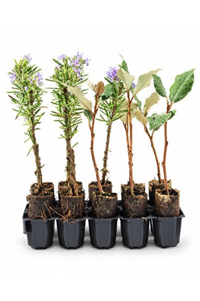 sasera 10 Adet Biberiye ve Yeşil İğde Karışık Paper Pot – Dekoratif Bahçe ve Peyzaj Bitkisi