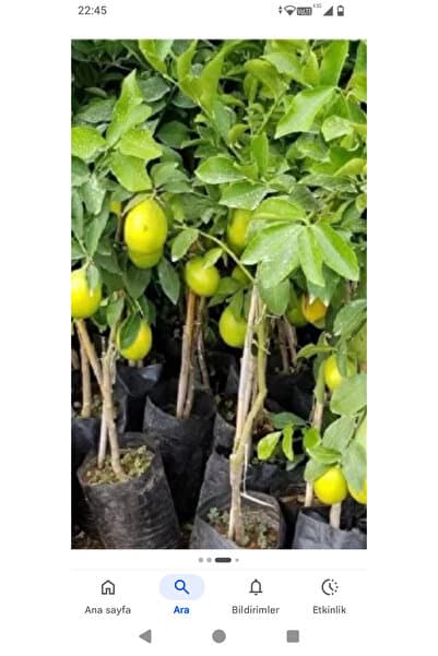 Genel Markalar Meyveli yedi veren limon fidanı