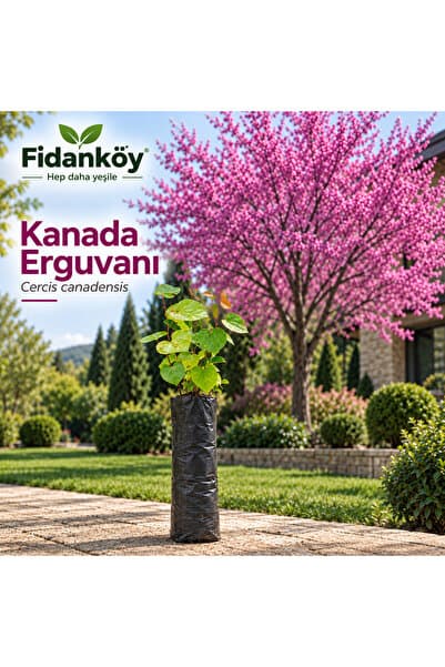 FİDANKÖY Erguvan fidanı Kanada erguvanı tüplü