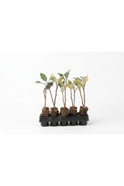 sasera 10 Adet Yeşil İğde Paper Pot – Dekoratif Doğal Çit Fidanı