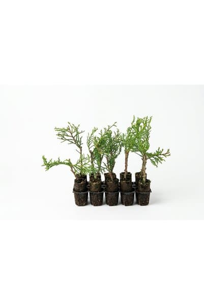 sasera 10 Adet Sürüngen Ardıç (Yeşil) Paper Pot – Dekoratif Doğal Çit Fidanı