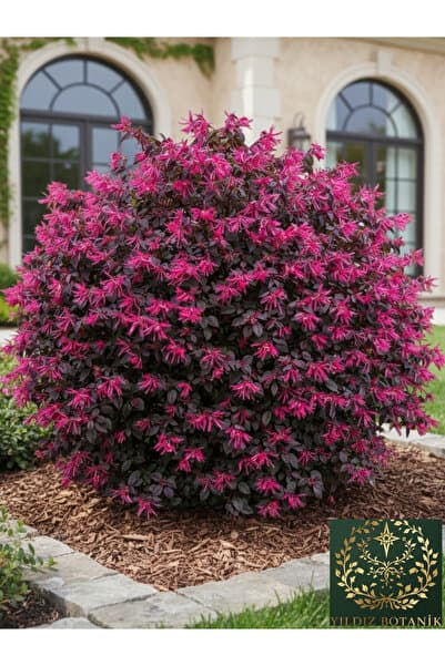 YILDIZ BOTANİK Loropetalum Rüya Çiçeği Chinense Fede 30-40 CM