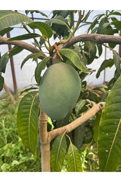 Genel Markalar Mango Yerli Üretim 300 gr-600 gr
