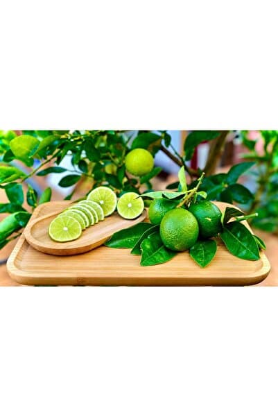 Tropik Lime Limon - Ferahlatan Lezzet (KG)