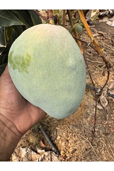 Genel Markalar Mango İri Boy 800 gr üzeri