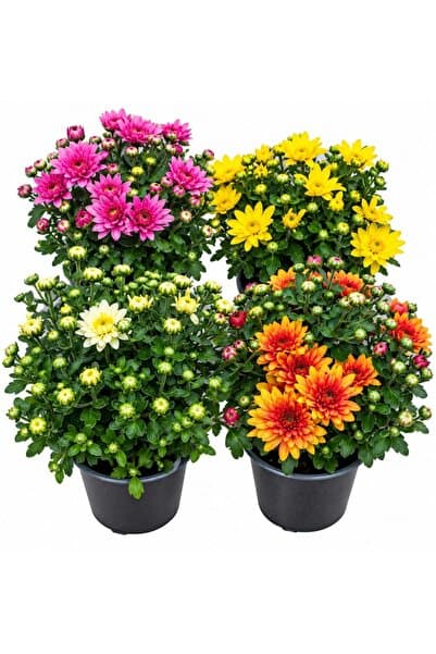 ERNAZ Kasımpatı 4 lü set / Krizantem / Chrysanthemum / 4 Ad Rastgele renk / Q14 cm Saksı / 25 cm Boy