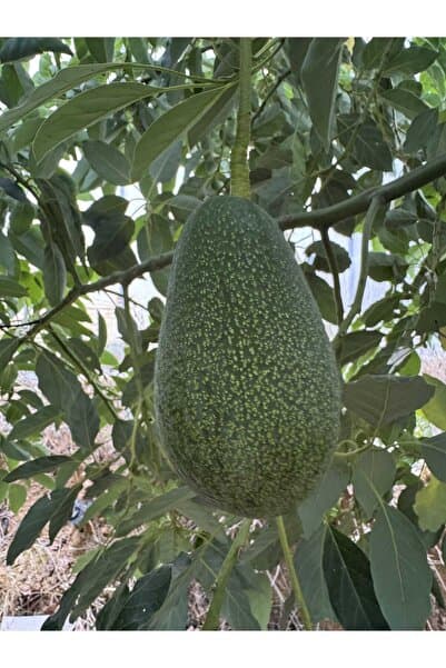 Genel Markalar 5 Adet Avokado Büyük Boy (200-250gr)