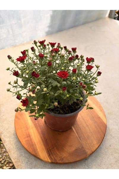 Genel Markalar Kasımpatı - Chrysanthemum morifolium