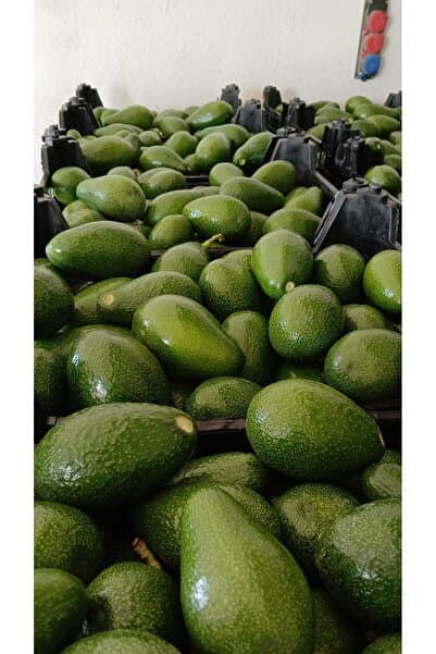 Anamur 2 kg Avokado - Yeni Hasat