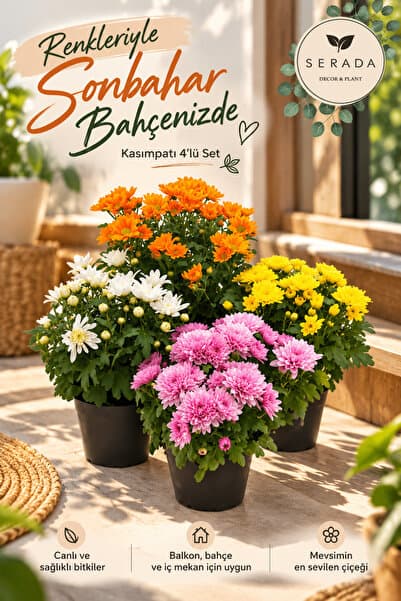 serada decor & plant Videolu 4'lü Karışık Renk Kasımpatı Çiçeği 15-25 Cm Saksılı Çiçekli Bodur Bitkiler Chrysanthemum