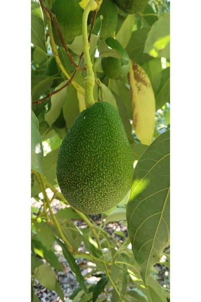 Anamur Avokado 1 Kg Taze Hasat-orta Boy