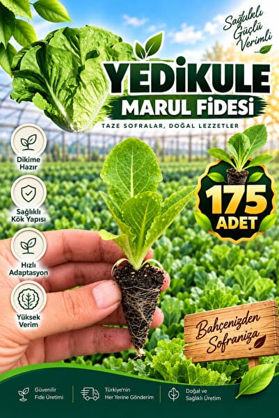Aksu Fide 175 Adet Yedikule Marul Fidesi