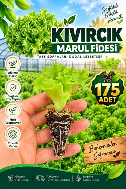 Aksu Fide 175 Adet Kıvırcık Marul Fidesi