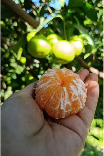 Genel Markalar MANDALİNA 3 KG
