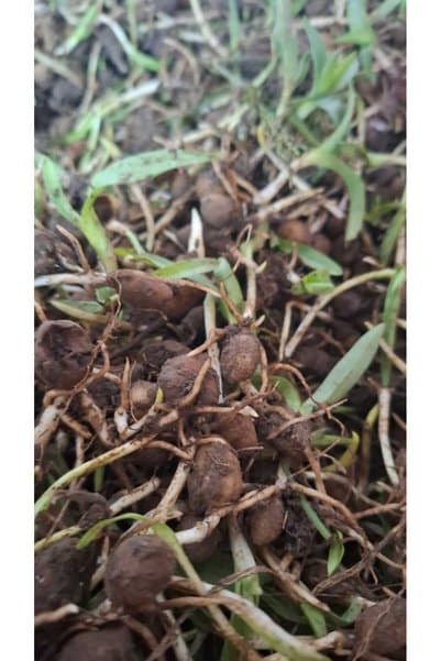 ATAKUM SALEP 1 KG Salep Fidesi