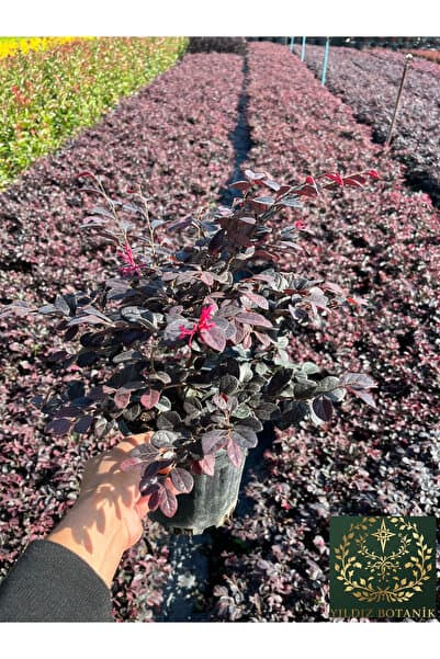 YILDIZ BOTANİK Loropetalum Black Pearl Bordo Yapraklı Mor Çiçekli Rüya Çiçeği 30-40 CM