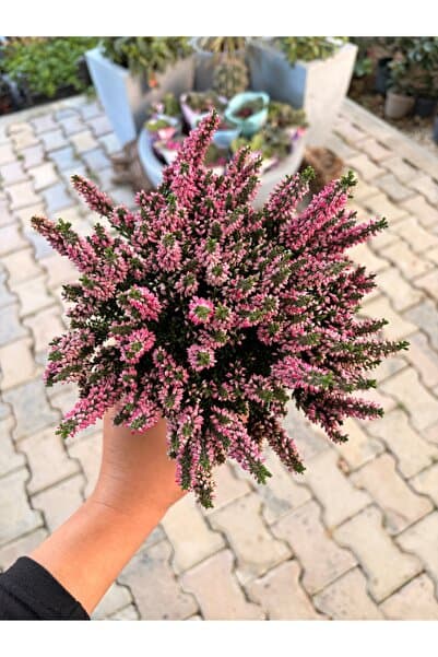 Genel Markalar Calluna vulgaris - Süpürge Çalışı