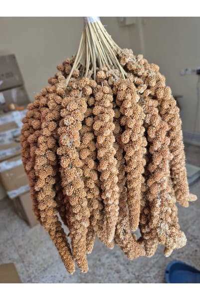 RBeşsizdogal 1. KALİTE KIZIL DAL DARI İRİ BOY 500GRAM TAMAMEN İLAÇSIZ VE DOĞAL!(Açıklama bakınız)