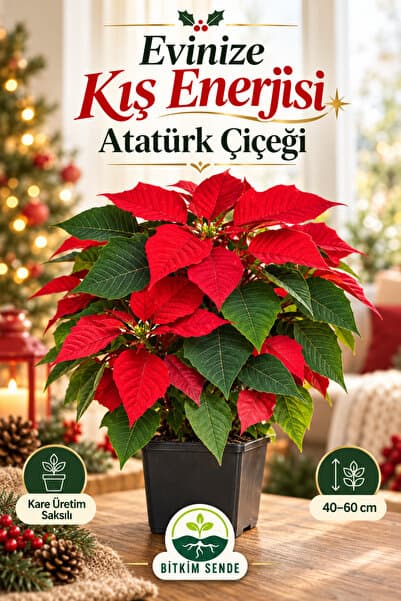 Bitkim Sende Videolu Atatürk Çiçeği Hediyelik Ofis Salon Bitkisi 1 Adet Saksılı 40-70cm Canlı Bitki (POİNSETTİA)