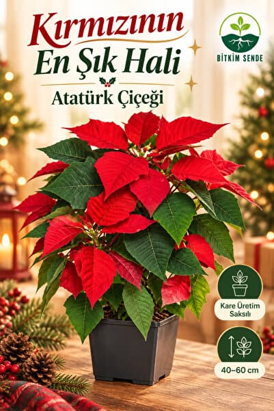 Bitkim Sende Videolu Atatürk Çiçeği 1 Adet Saksılı 40-70cm Hediyelik Ofis Salon Bitkisi ( Poinsettia )