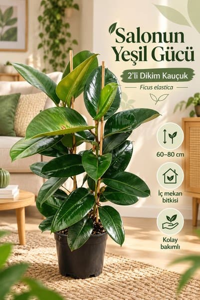 serada decor & plant Serada Decor&plant Kauçuk 2 Li - Ev Ofis Çiçeği