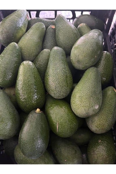Anamur 1kg Avokado Dalından Taze-Yeni Hasat