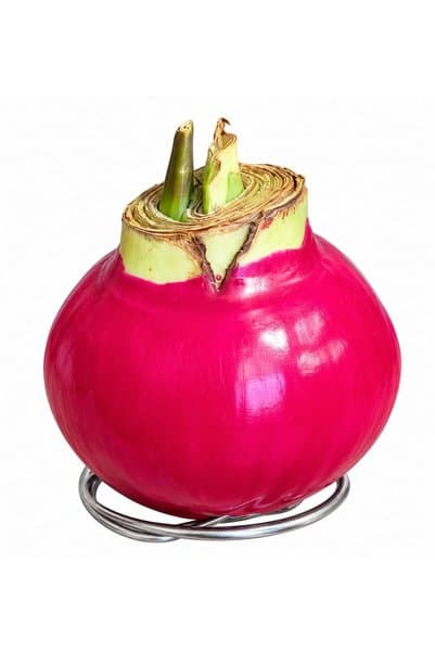 ERNAZ Amaryllis / Hippeastrum / Mum Kaplı Amaryllis / Canlı Bitki Soğanı / 1 Ad / Rastgele renk