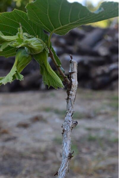 ŞANGULOĞLU Tek Ağaç Sistemi Sertifikalı Corylus Colurna Aşılı Fındık Fidanı Tüplü Verime Hazır 30-45 Cm