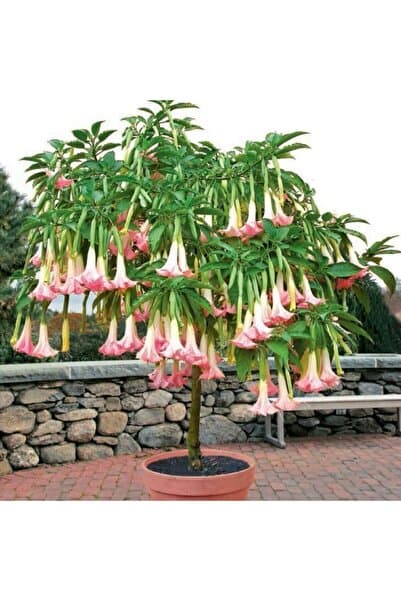 Floramut Tüplü Pembe Meleklerin Borazanı Fidanı (50-70cm)