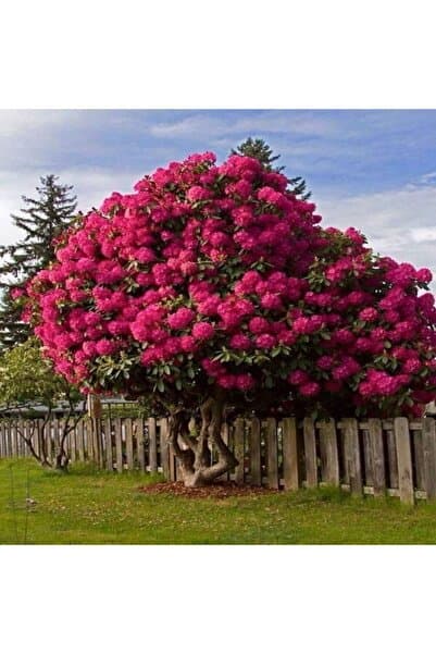 Bitki Dizayn Tüplü Pembe Oya Ağacı (lagerstromia Indica) Fidanı