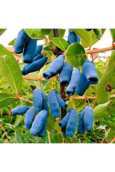 ASES Saksıda meyve veren Honeyberry (Bal yemişi) Fidan yaş 2 boy 50-70 cm