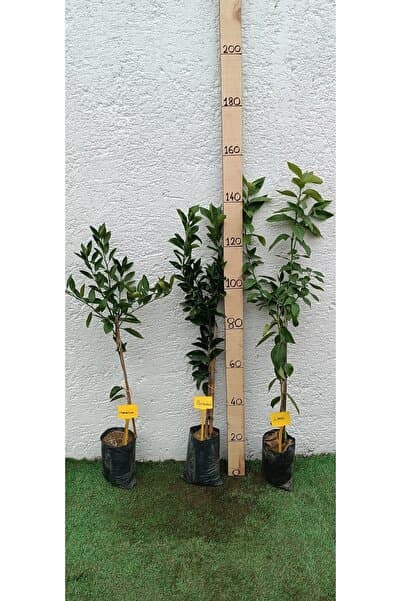 Smargat Üçlü Narenciye (turunçgiller) Paketi Mandalina-limon-portakal